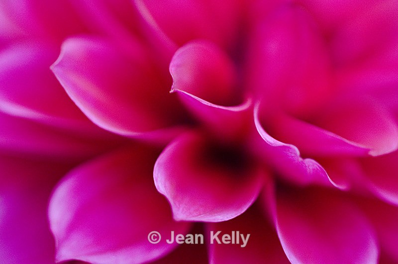 Flower - 1725 - Pink