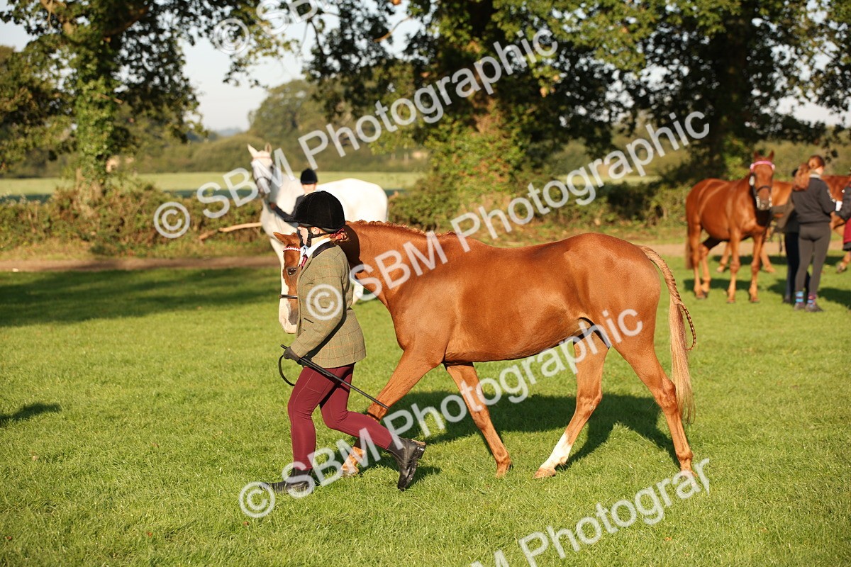 SBM_57561 - S50 - Foreign Breeds In Hand
