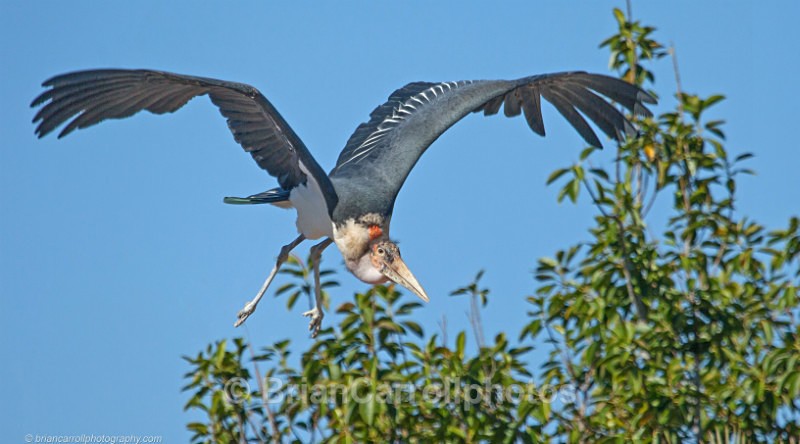 Marabou Stork - Wildlife