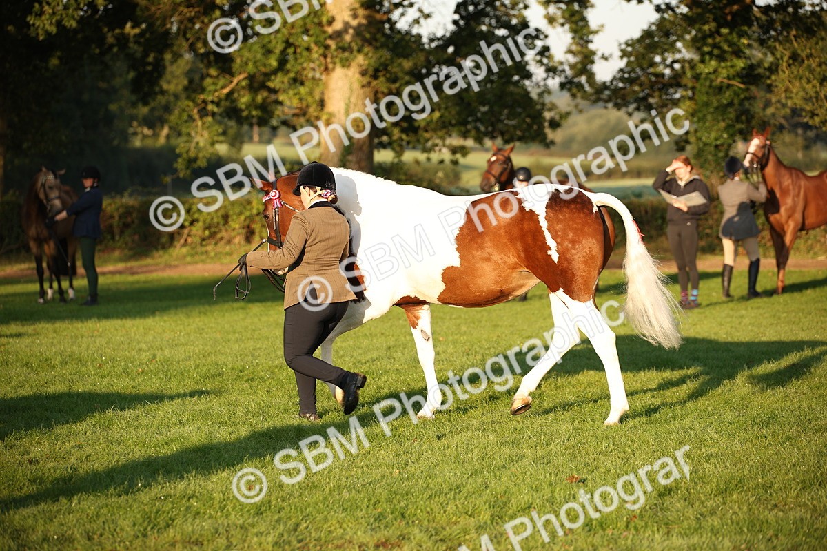SBM_56861 - S49 - Riding Horse & Hack & Thoroughbred In Hand