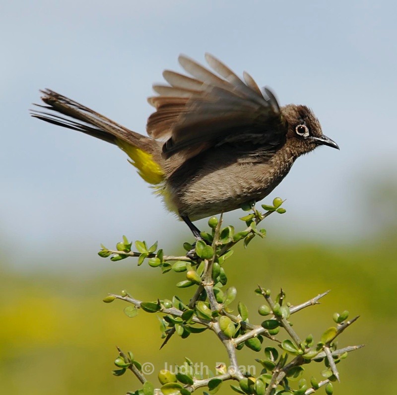 Cape Bulbul - South Africa Birds and Mammals