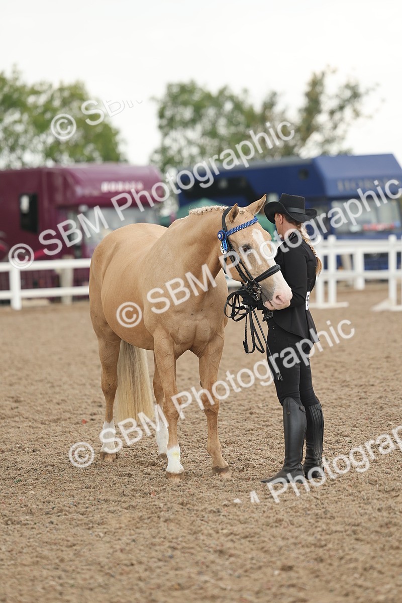 SBM_07680 - Class 26 - IH Foreign Breeds - Part Bred