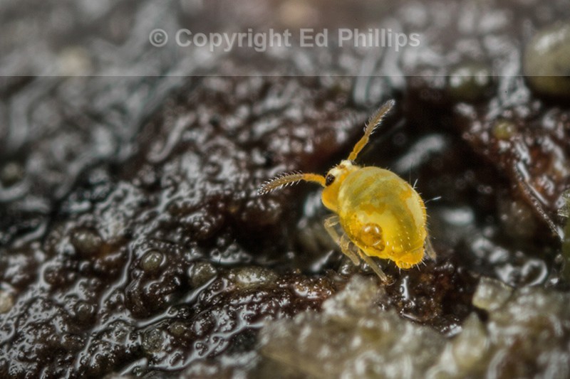 Sminthurinus aureus