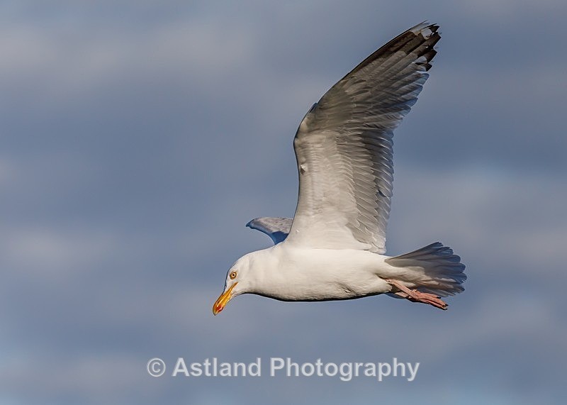 Astland Photography, Bird and Wildlife Images, Susan and Peter Wilson, U.K.