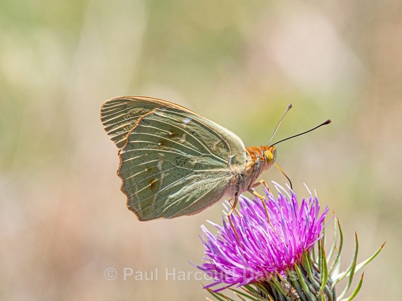 Cardinal fritillary (Argynnis pandora) - Insects, Spiders and other Animals