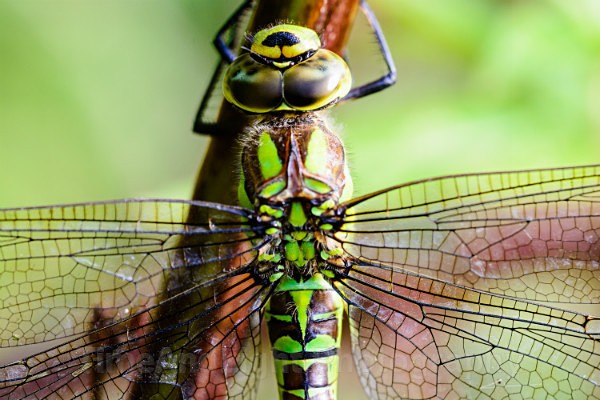 Female Southern hawker - Dragonflies & Damselflies