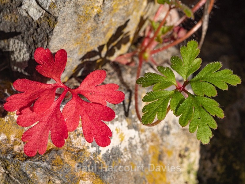 Contrasting autumnal leaf colour in Little robin (Geranium pupureum) - Autumn Colours 2020
