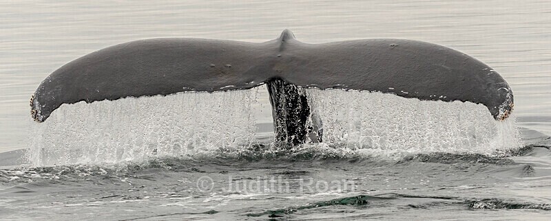 Humpback Tail - Southeast Alaska