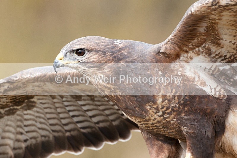 20110312-IMG_1215 - Common Buzzard