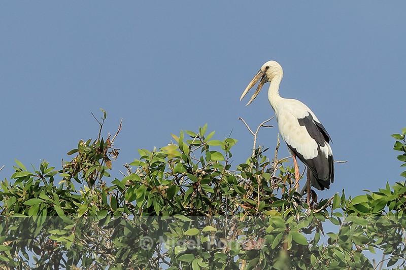 Asian Openbill perched on top of tree, Gao Giong, Vietnam - Asian Openbill