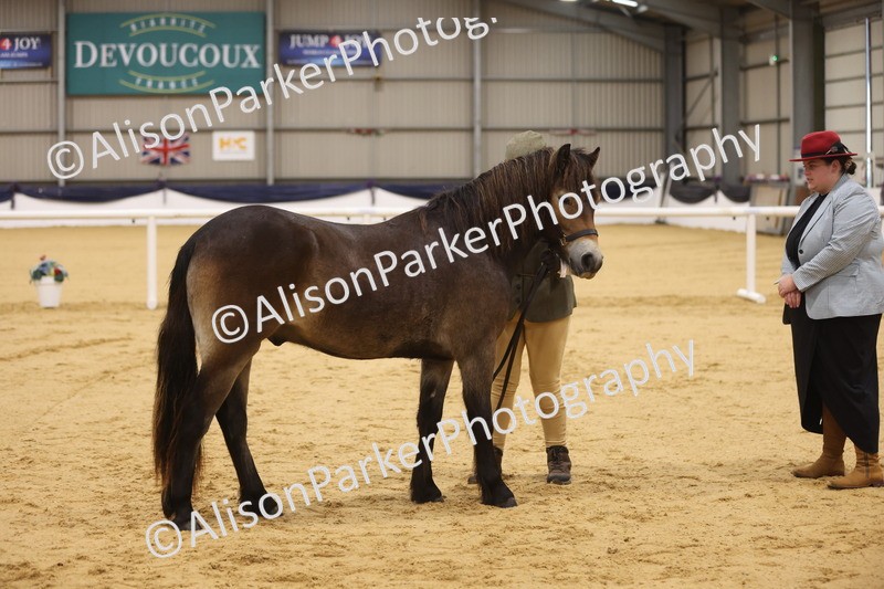 20260913-1053 - Class 109 - Bred On Exmoor In Hand