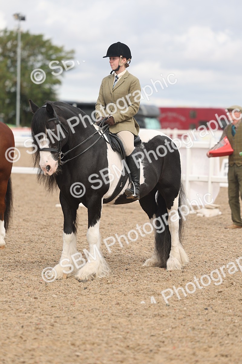 SBM_04484 - Class 18 - Handsomest Gelding (IH or Ridden)