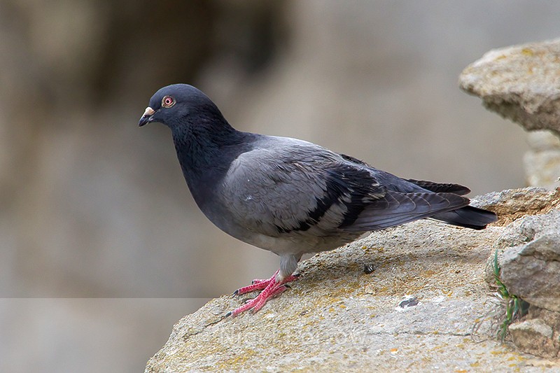 Feral Pigeon perched on a cliff ledge at Durlston - Feral Pigeon / Rock Dove