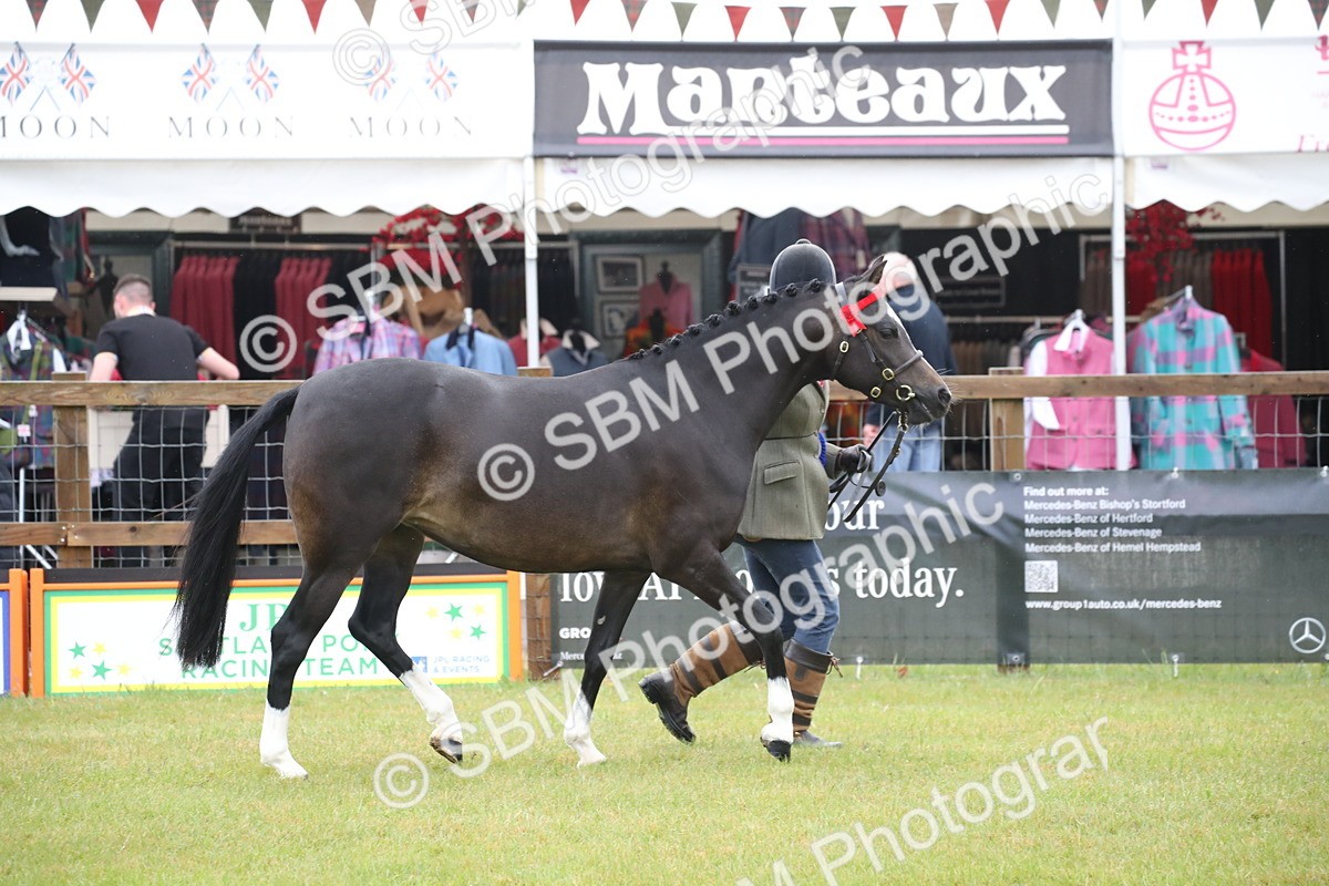 SBM_00104 - Class 17-20 - Arab & Part Bred - Anglo Arab In Hand