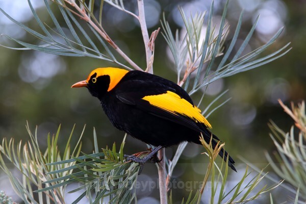  - Australian Birds