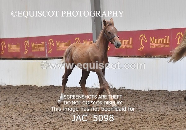 JAC_5098 - 9 Zinzipan