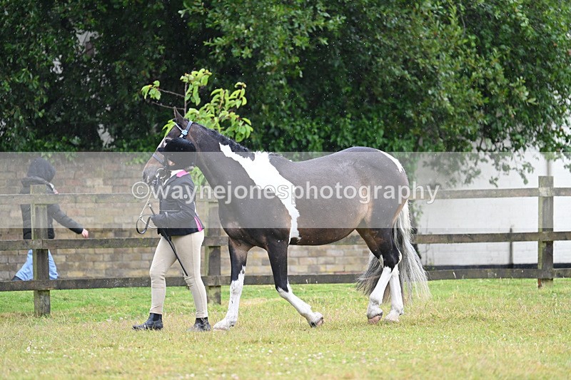 WJ7_5723 - Class 4 Prettiest Mare in Hand