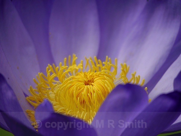 Lily Crown - MACRO & CLOSE UPS