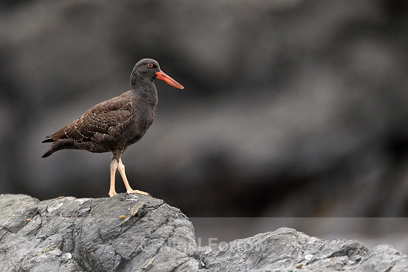 Juvenile Blackish Oystercatcher, Chanaral Island, Chile - Blackish Oystercatcher