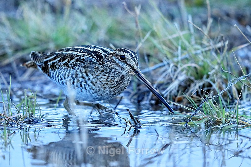 Wilson's Snipe, Bosque del Apache, New Mexico - Wilson's Snipe