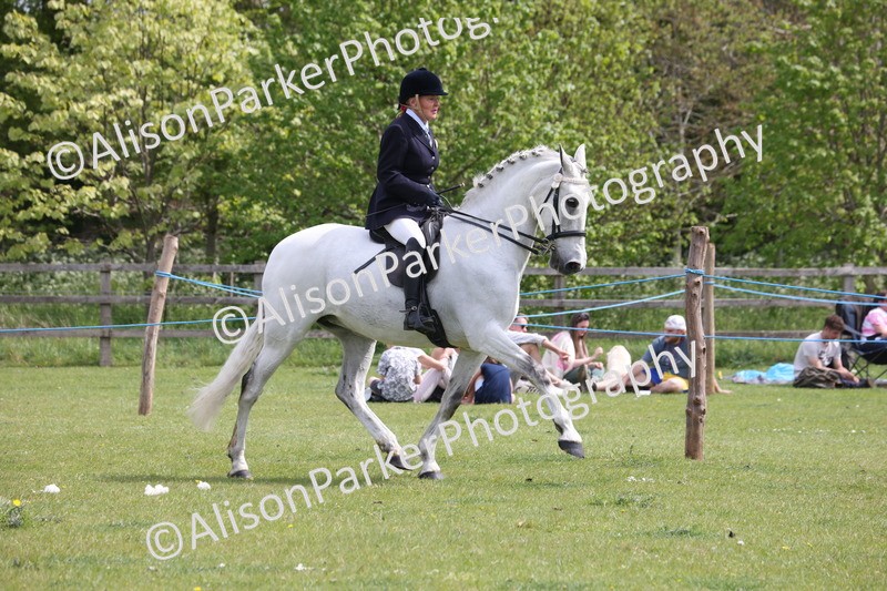 20260426-4337 - Class 34 - Best Riding Horse Over 14.2hh
