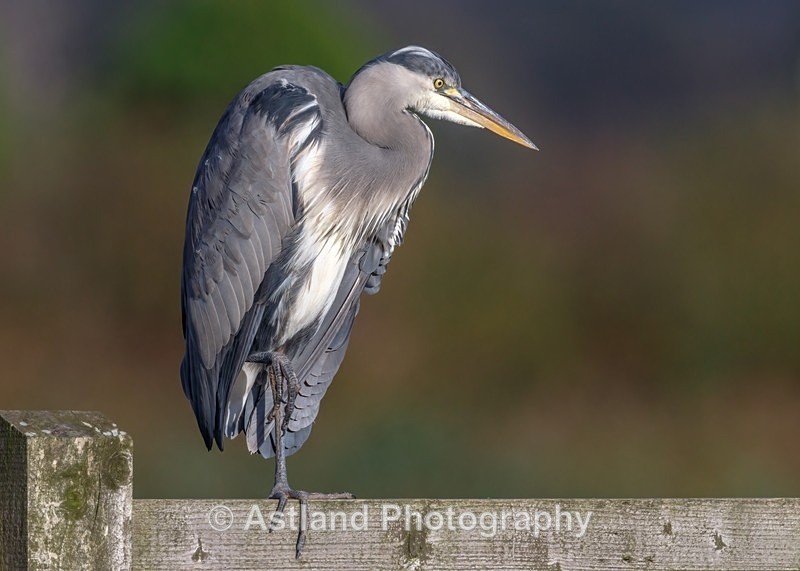 Astland Photography, Bird and Wildlife Images, Susan and Peter Wilson, U.K.