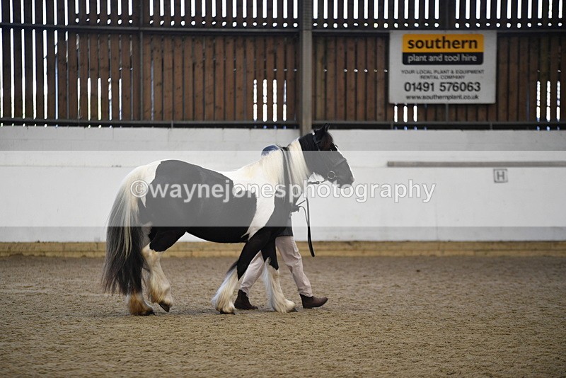 WJ5_5490 - Class 8 In hand cob