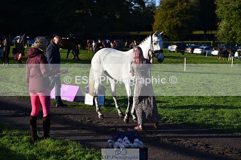 231022-090404-21540 - 616-HER.NAME.IS.LOLA-Emma.Farrar-TrotUp+SJ