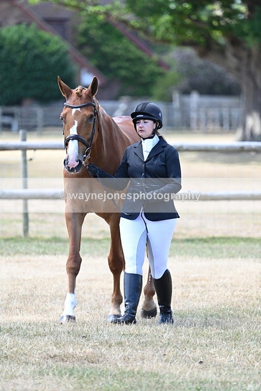 WJ7_2288 - Class 5a Most Handsome Gelding in hand (above 14.2hh)