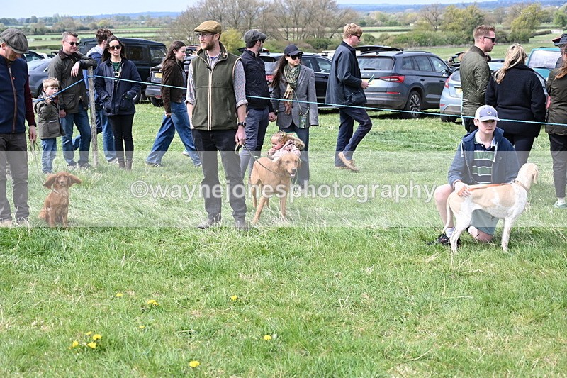 WJ6_8674 - Class 8 Best Working / Gun Dog or Bitch