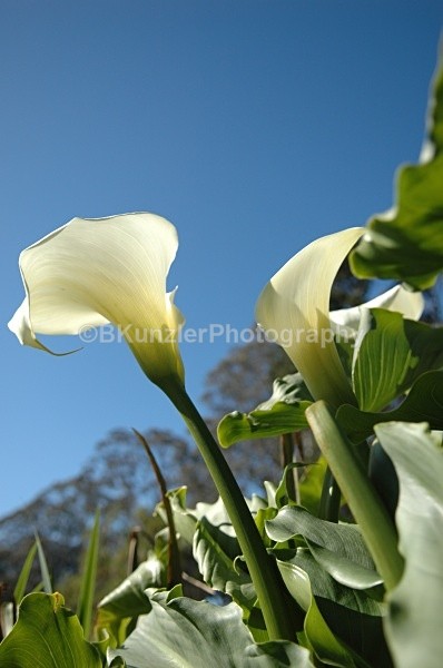  - Golden Gate Park Springtime