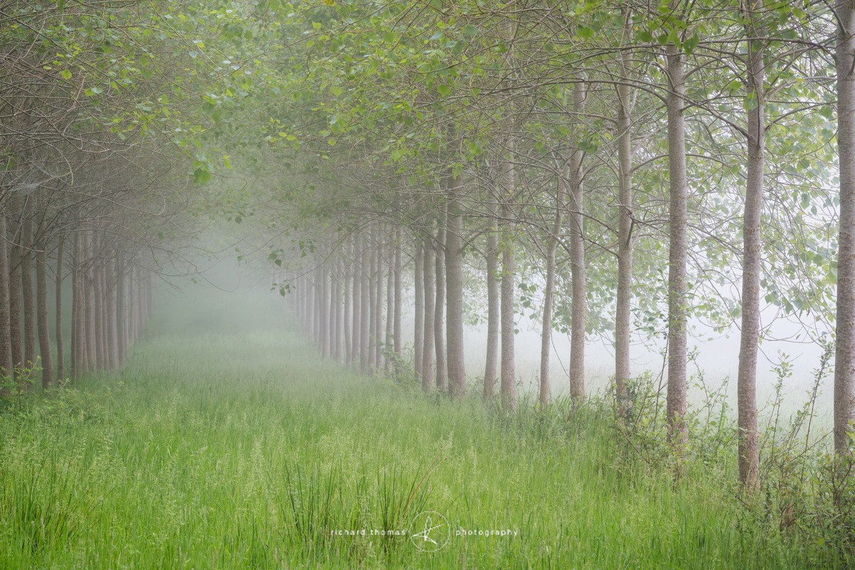 A line of Poplar trees on a misty June morning