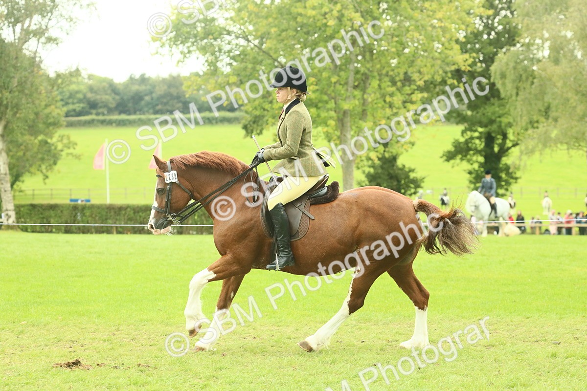 SBM_72119 - S60 - Mountain & Moorland Ridden Large Breeds