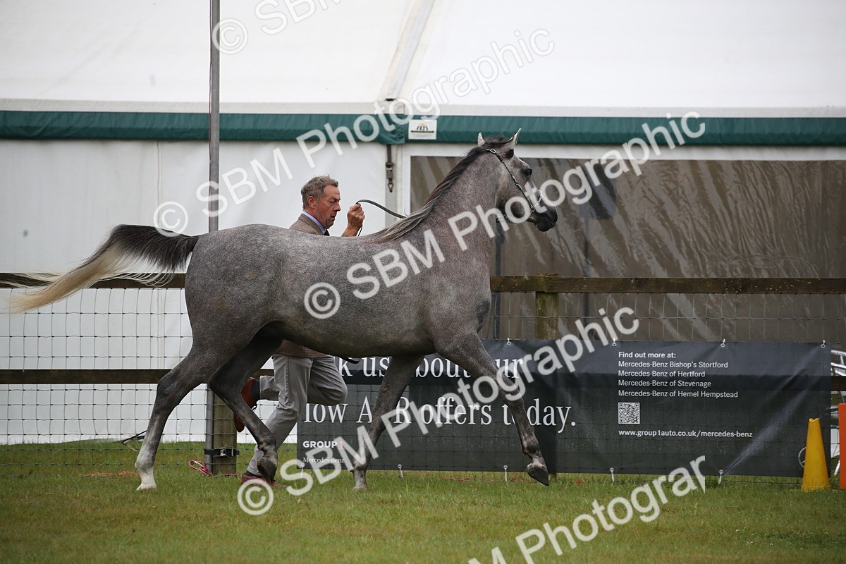 SBM_00017 - Class 17-20 - Arab & Part Bred - Anglo Arab In Hand