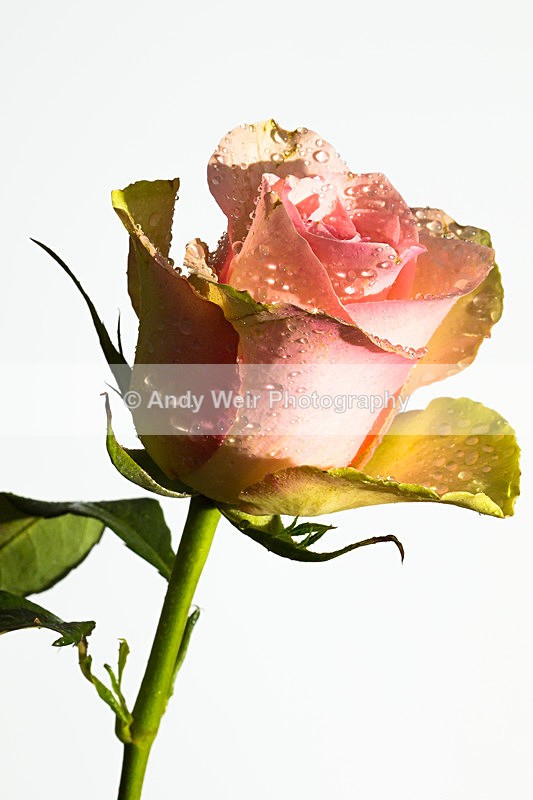 20140202-3K8A8661 - Plants & Flowers