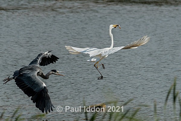 egret05 - Nature - Birds and Wildlife