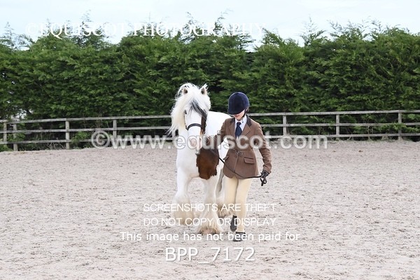 BPP_7172 - RING 1  (RIDDEN HORSES / IN HAND / VETERAN ETC)