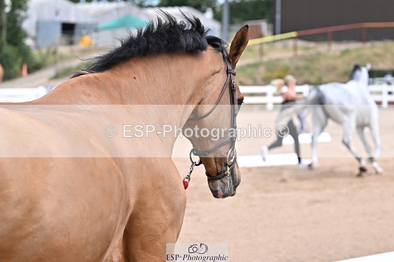 250716-130311-00291 - Trot Up 12.30 to 1.30