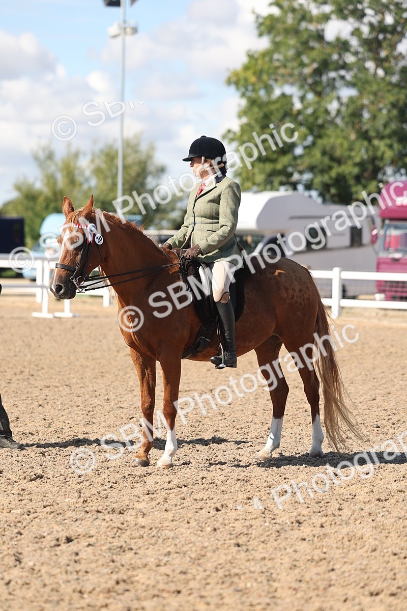 SBM_13084 - Class 305 - Ridden Foreign Breed Pure Bred