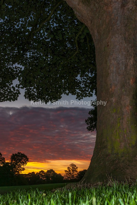 IMG_9002 - Trees in Abington Park