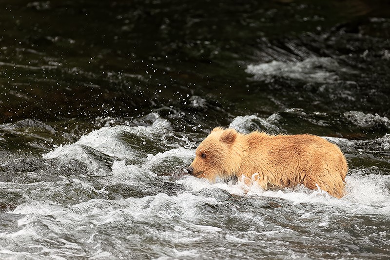Yearling Brown Bear cub wading in rough water, Brooks Falls, Alaska - Brown Bear