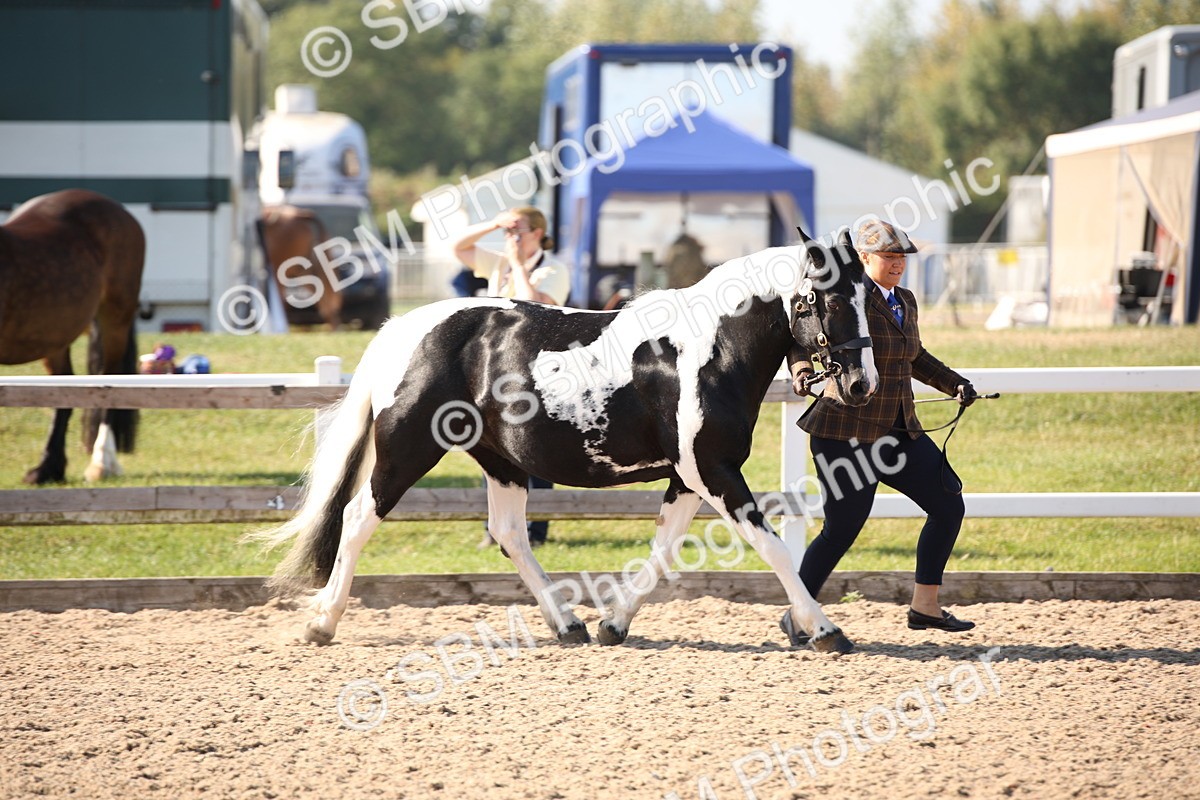 SBM_01450 - Class 15 IH Coloured