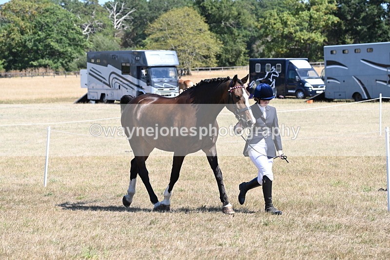 WJ6_8624 - Class 37b Best Loan Pony In-hand