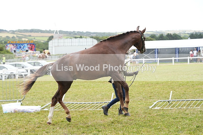 DSC06152 - Class 54: Hunter/Riding Horse/Hack 1 & 2 yr olds