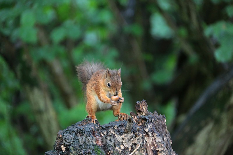 Red Squirrel  3 - Wildlife