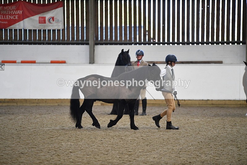 WJ5_4190 - Class 6 In hand M&M - Large Breeds