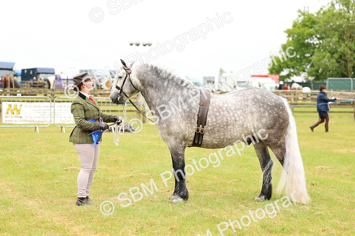 SBM_00652 - Class 58-67 - M&M Non Welsh Pony In hand