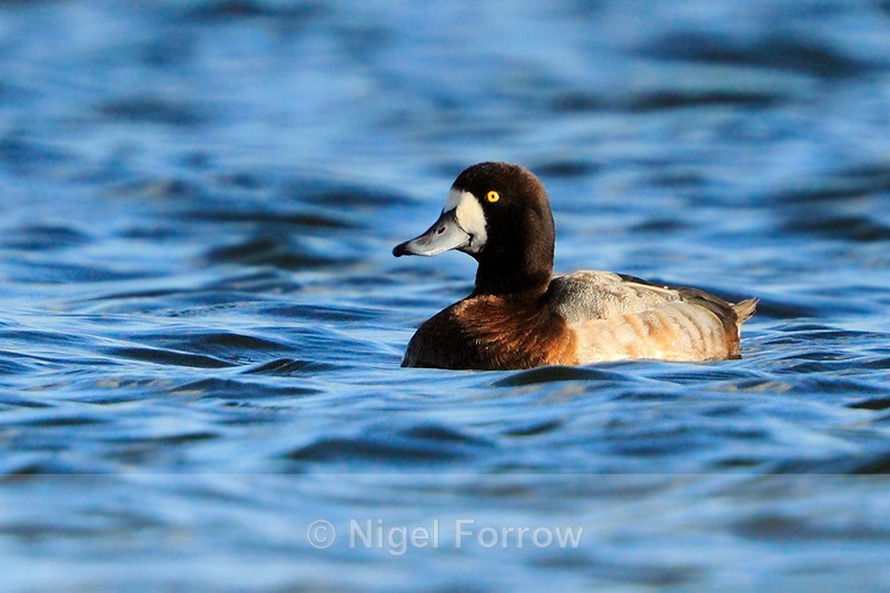 Scaup (adult female) on the west side of Farmoor 1 - Scaup