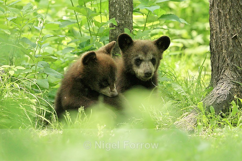 Black Bear cubs in forest, Minnesota, USA - American Black Bear