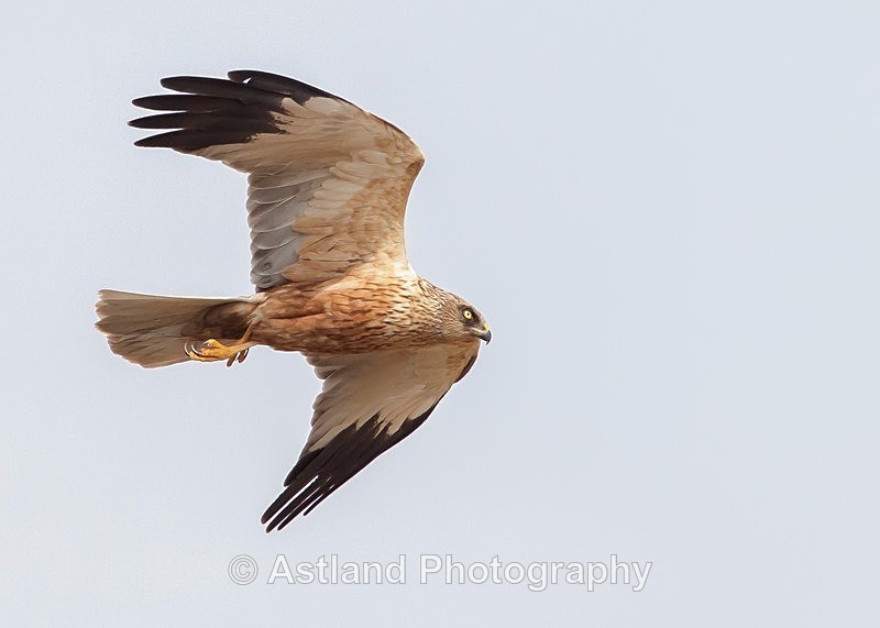 Astland Photography, Bird and Wildlife Images, Susan and Peter Wilson, U.K.